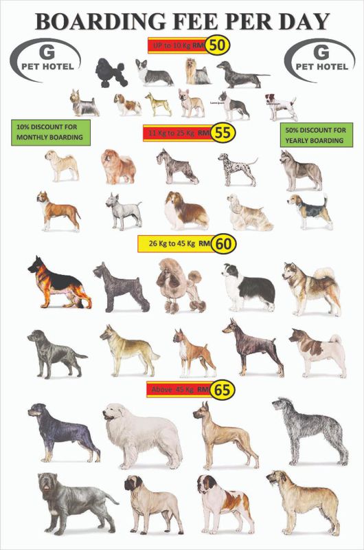 GPet Dog Boarding, Kennel, Dogs Hotel, Kuala Lumpur, Petaling Jaya, Subang Jaya, Malaysia